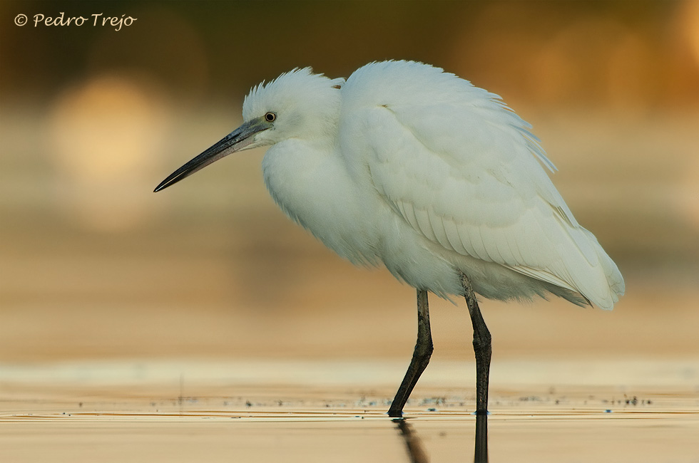 Garceta común (Egretta garzetta)